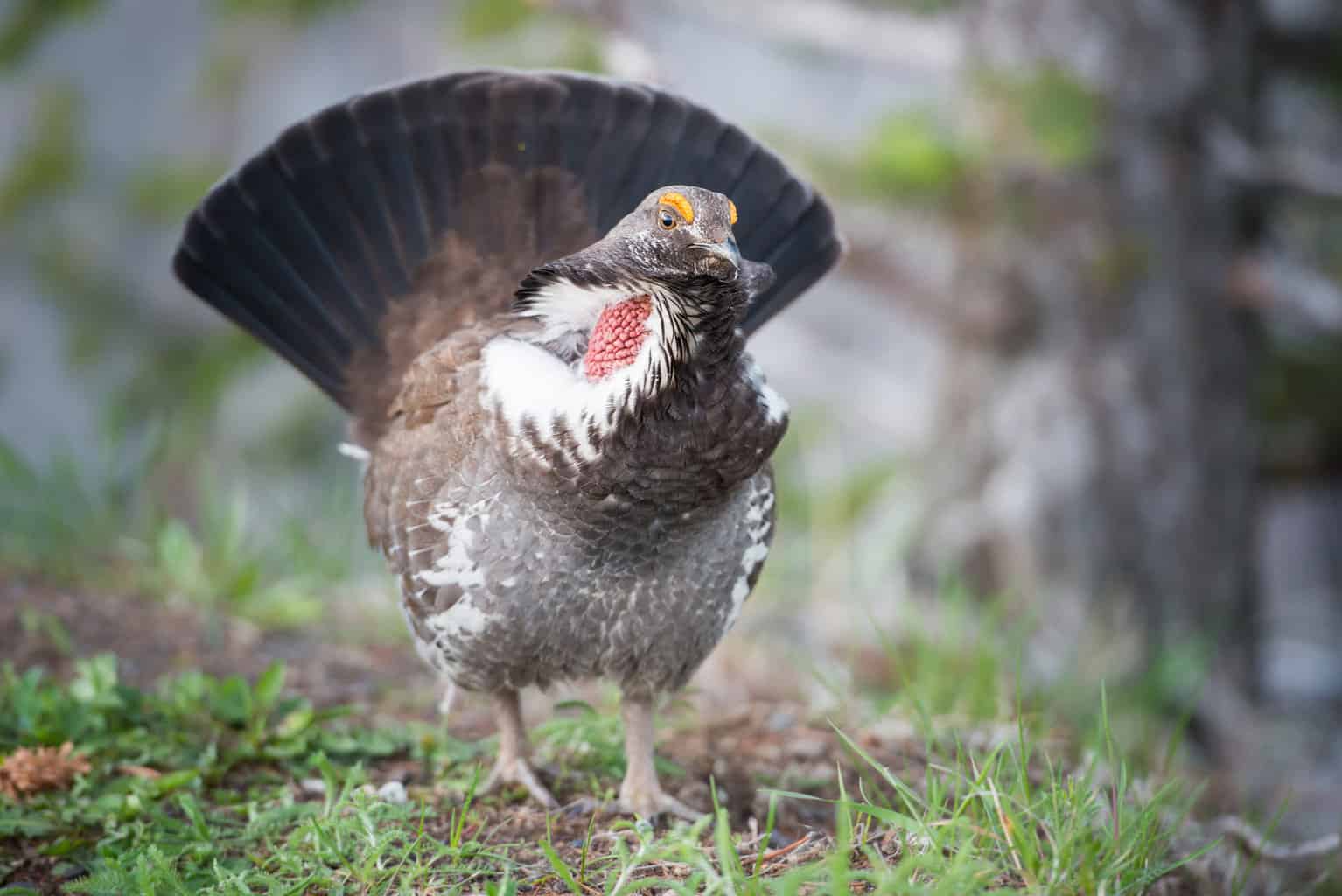 7 pájaros que parecen pavos