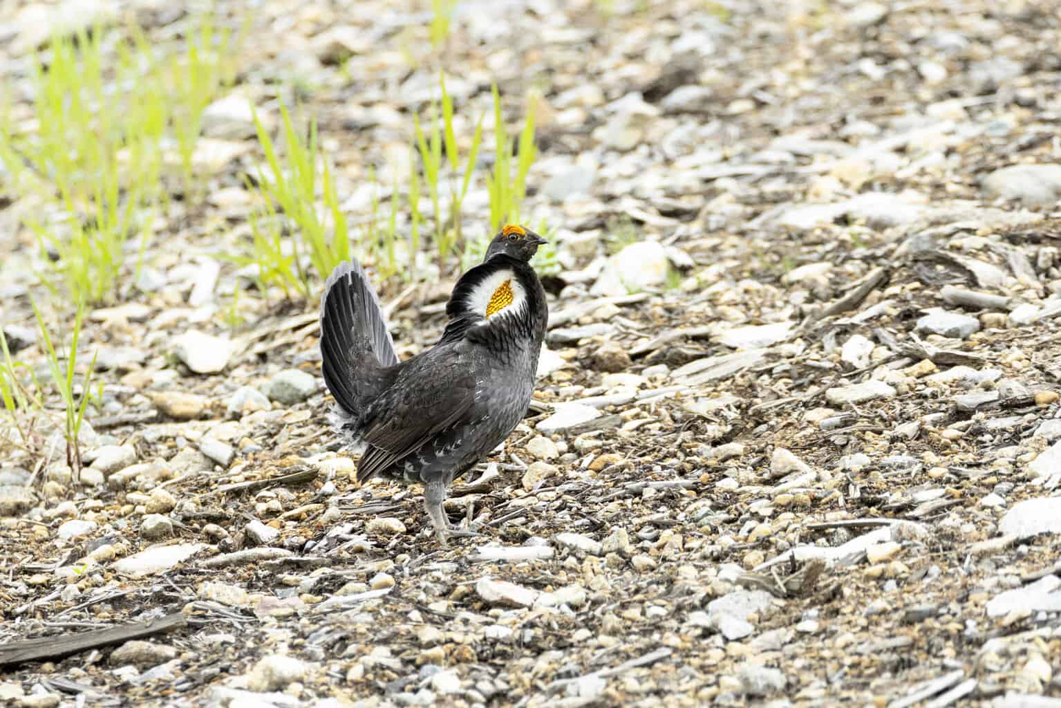 7 pájaros que parecen pavos