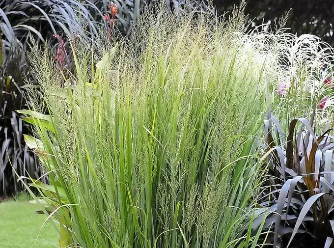 Las 10 mejores plantas para cultivar en suelo arcilloso