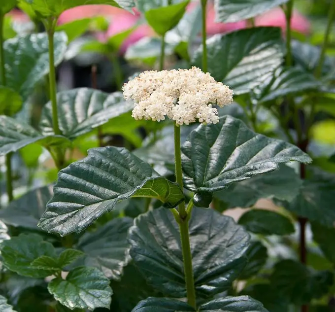 Las 10 mejores plantas para cultivar en suelo arcilloso