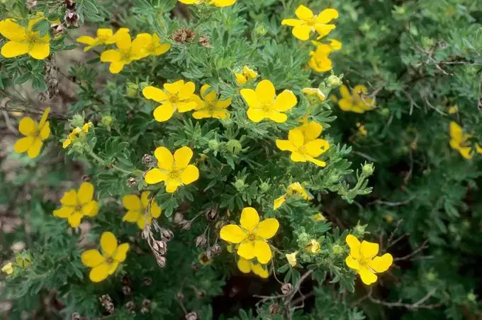 Las 10 mejores plantas para cultivar en suelo arcilloso