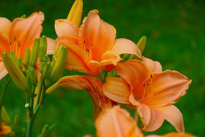 Las 10 mejores plantas para cultivar en suelo arcilloso