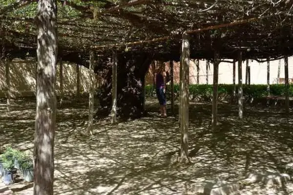 Viaja a Arizona para ver el rosal más grande del mundo