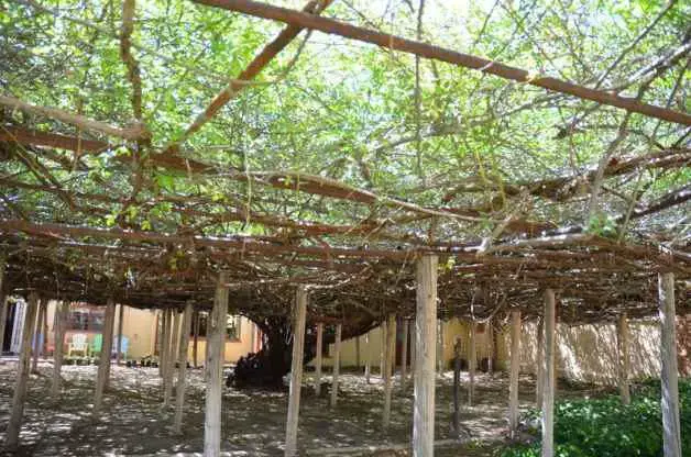 Viaja a Arizona para ver el rosal más grande del mundo