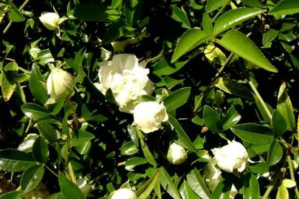 Viaja a Arizona para ver el rosal más grande del mundo