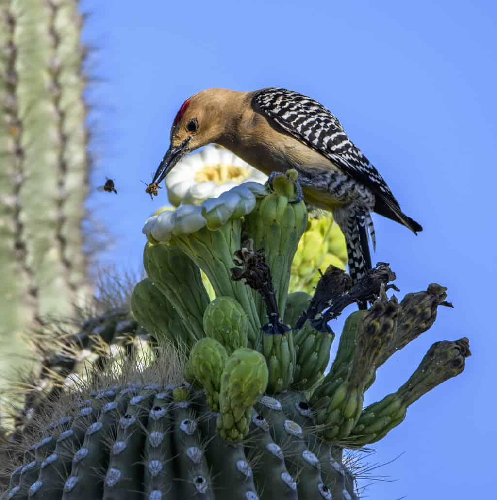 Pájaros que parecen pájaros carpinteros: primos interesantes del pájaro carpintero