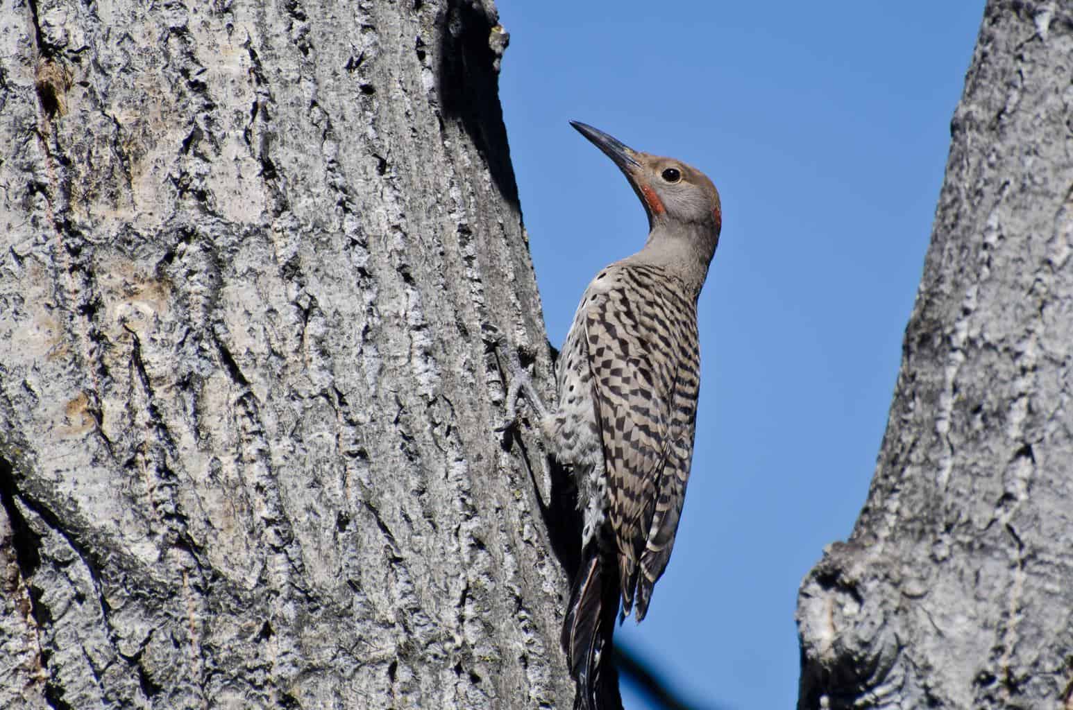 Pájaros que parecen pájaros carpinteros: primos interesantes del pájaro carpintero