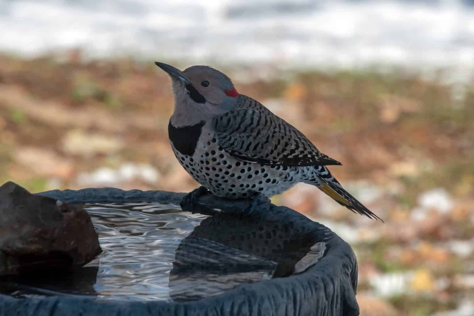 Pájaros que parecen pájaros carpinteros: primos interesantes del pájaro carpintero