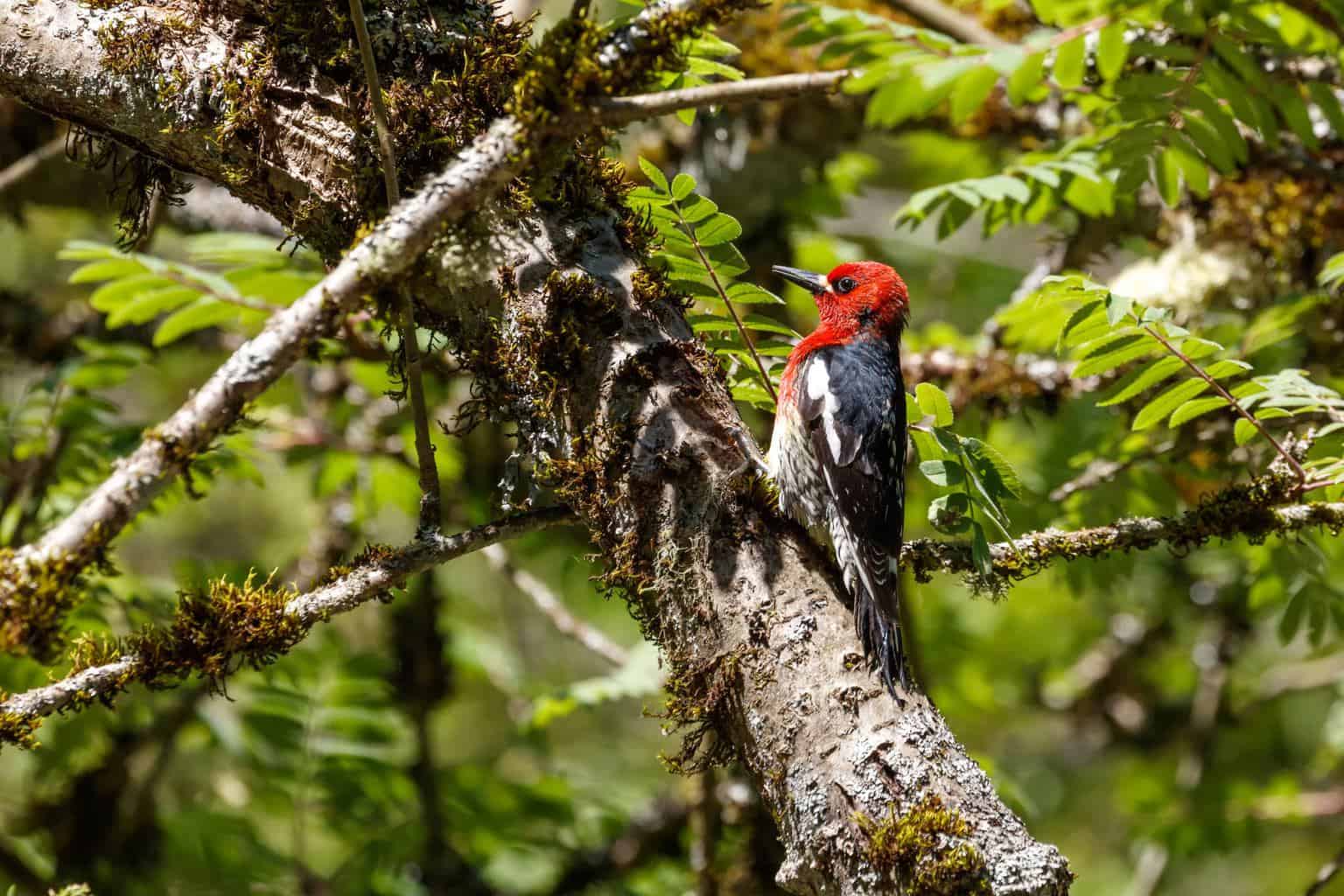 Pájaros que parecen pájaros carpinteros: primos interesantes del pájaro carpintero
