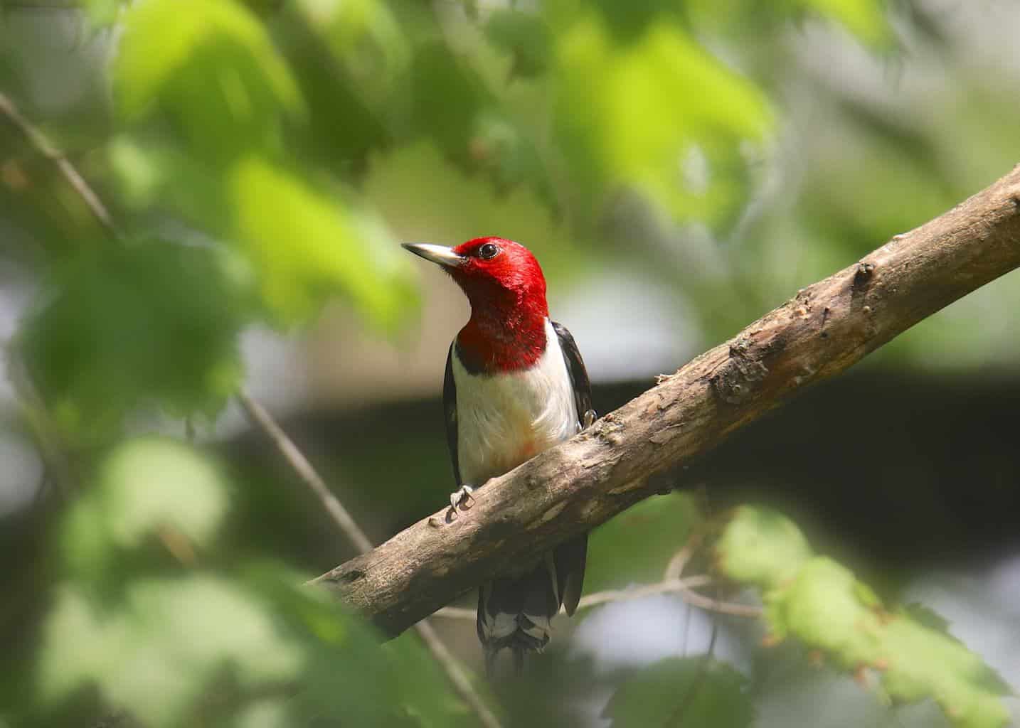 Pájaros que parecen pájaros carpinteros: primos interesantes del pájaro carpintero