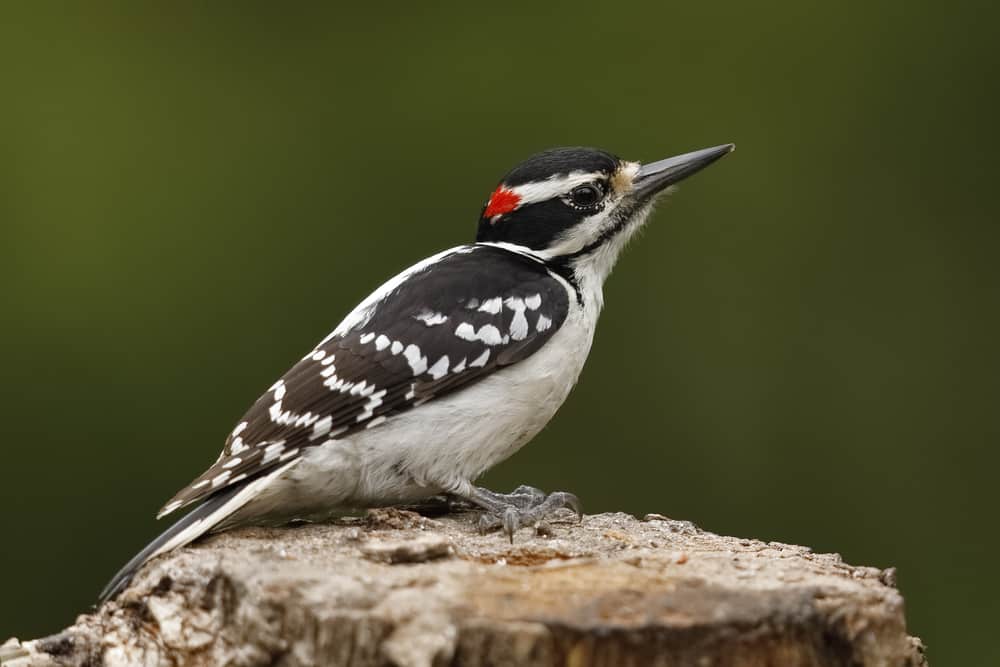 Pájaros que parecen pájaros carpinteros: primos interesantes del pájaro carpintero