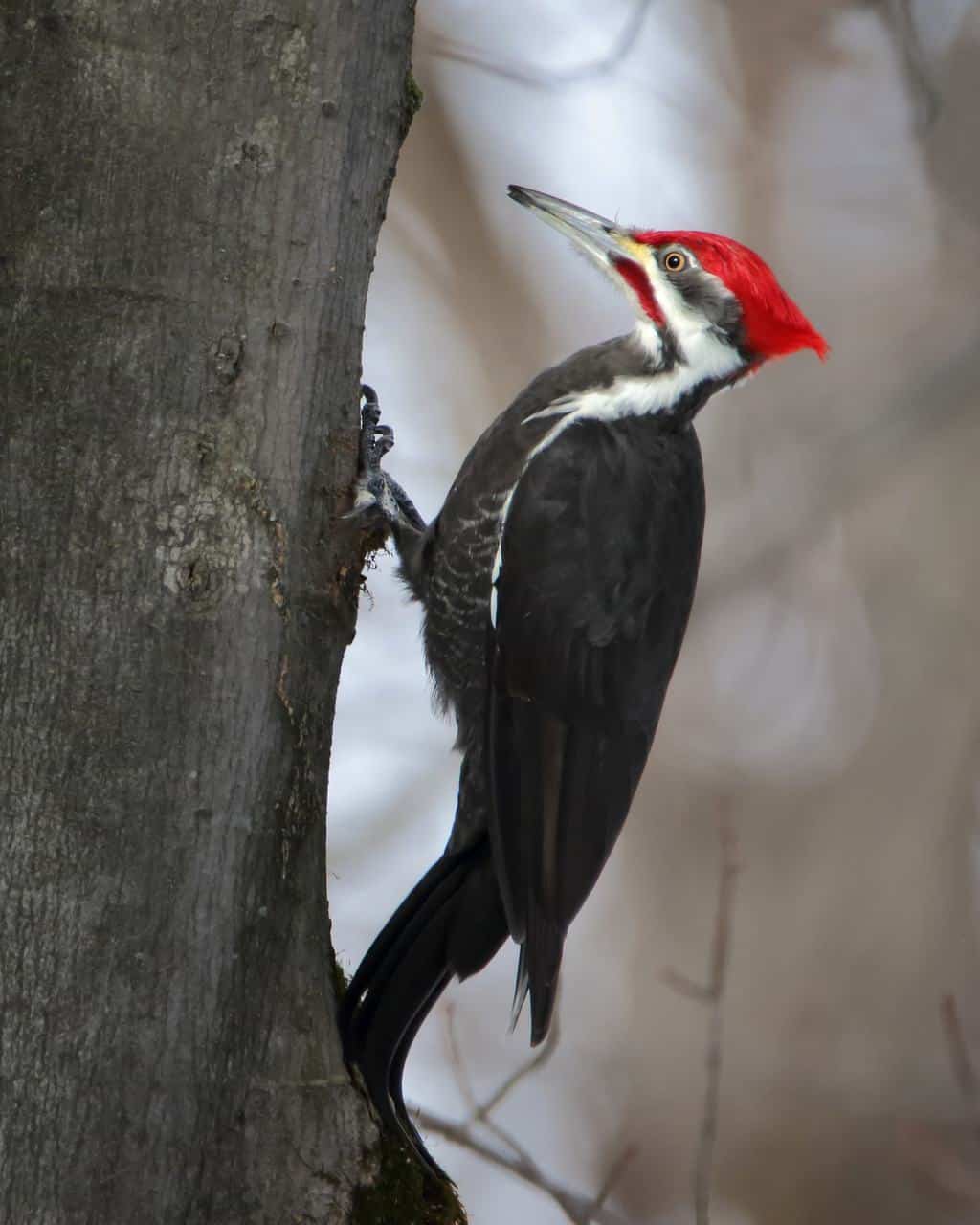 Pájaros que parecen pájaros carpinteros: primos interesantes del pájaro carpintero
