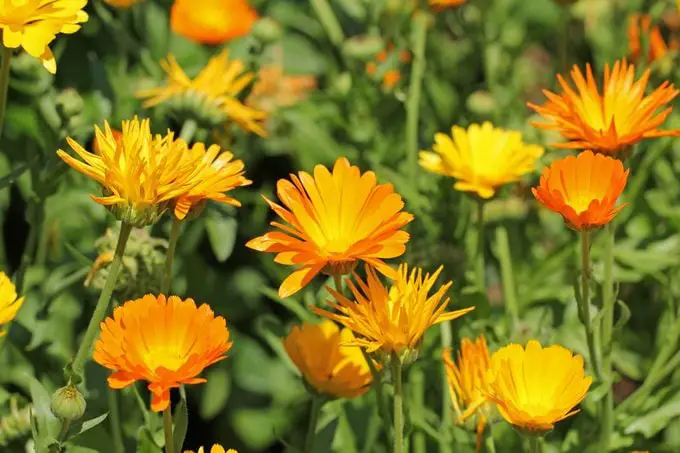 Calendula vs Marigold: ¿Cuál es la diferencia?