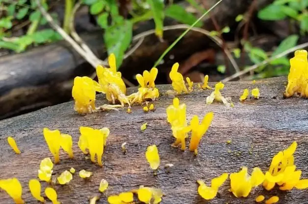 Hongo de mantequilla de bruja (Tremella mesenterica)