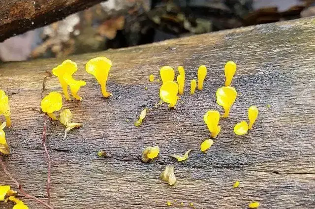 Hongo de mantequilla de bruja (Tremella mesenterica)