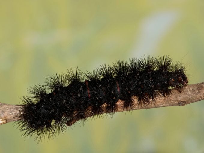 Cómo identificar una polilla leopardo gigante