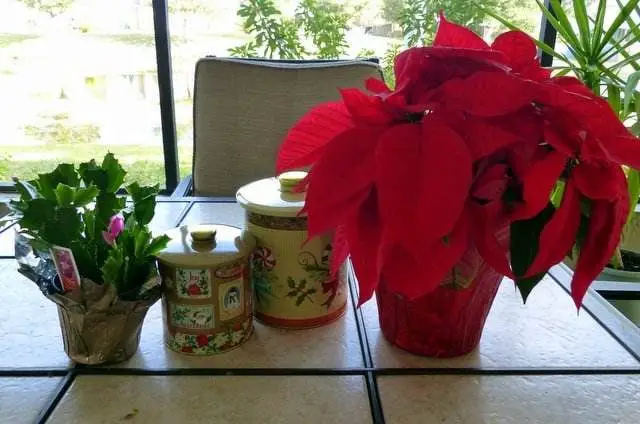 Cómo envolver para regalo una planta en maceta