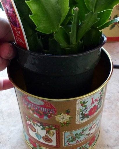 Cómo envolver para regalo una planta en maceta