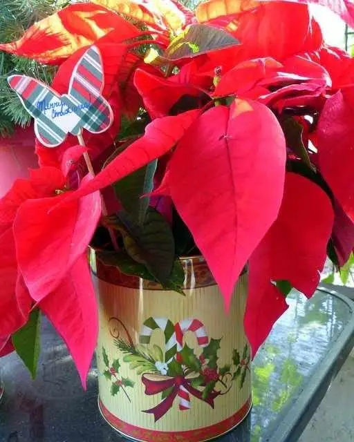 Cómo envolver para regalo una planta en maceta