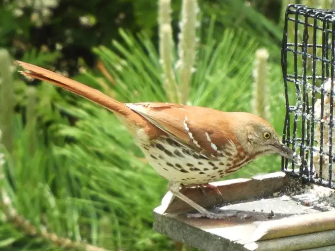 ¿Está bien agregar grasa de tocino al sebo para pájaros?