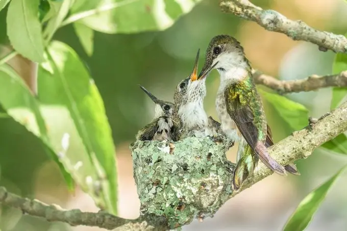 9 tipos diferentes de nidos de pájaros y cómo detectarlos