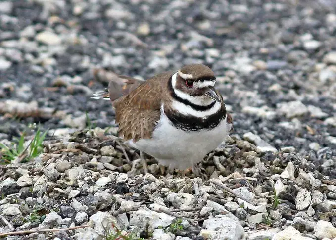 9 tipos diferentes de nidos de pájaros y cómo detectarlos