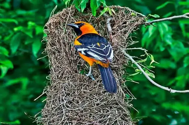 9 tipos diferentes de nidos de pájaros y cómo detectarlos