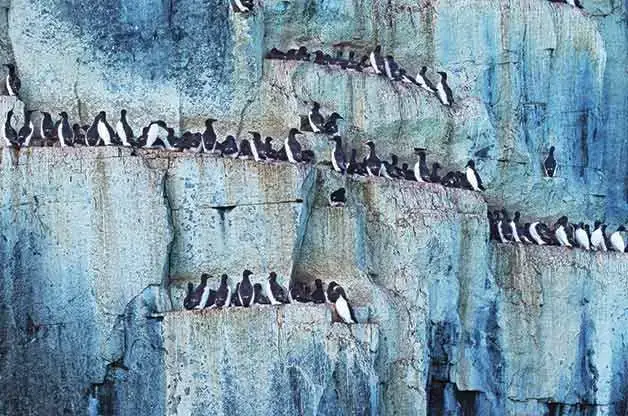 9 tipos diferentes de nidos de pájaros y cómo detectarlos