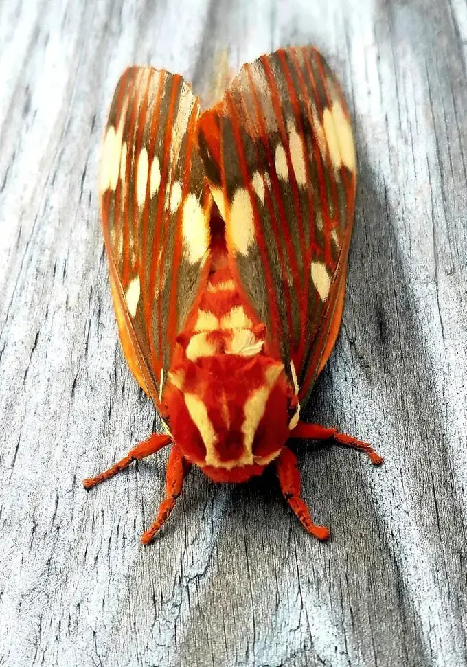Naturaleza espeluznante: oruga del diablo con cuernos de nogal americano