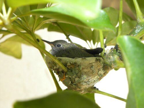 Los nidos de colibrí son los nidos más pequeños del mundo