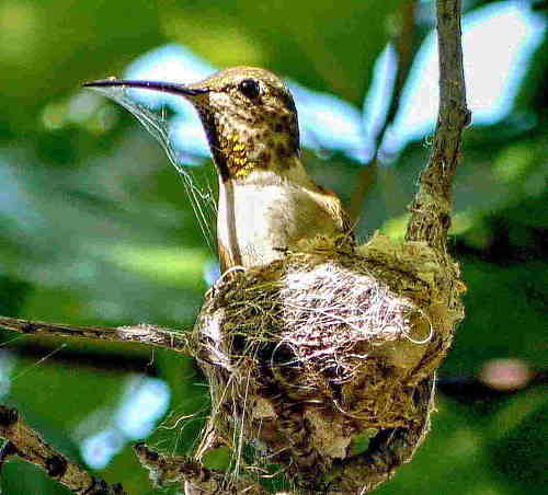 Los nidos de colibrí son los nidos más pequeños del mundo