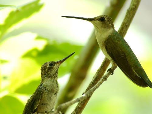 Los nidos de colibrí son los nidos más pequeños del mundo
