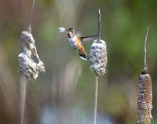 Los nidos de colibrí son los nidos más pequeños del mundo