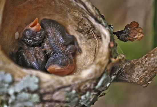 Los nidos de colibrí son los nidos más pequeños del mundo