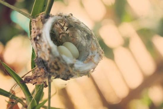Los nidos de colibrí son los nidos más pequeños del mundo