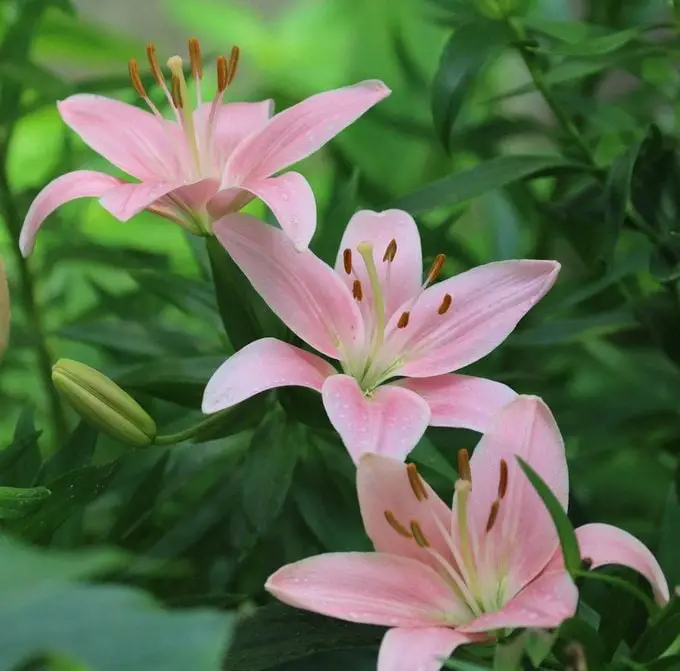 ¿Tiene una flor de lirio un significado especial?