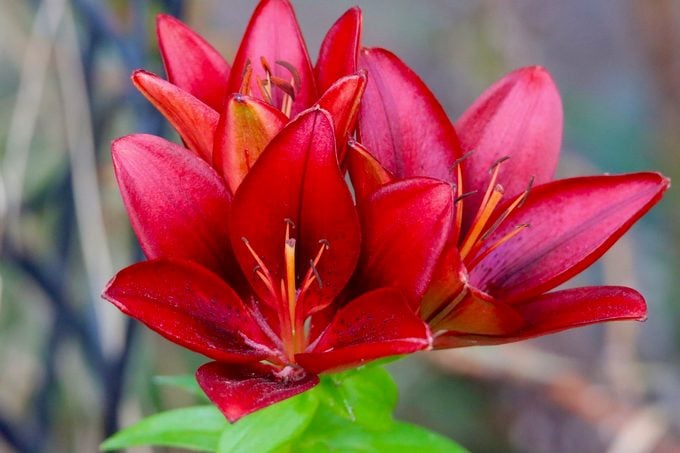 ¿Tiene una flor de lirio un significado especial?