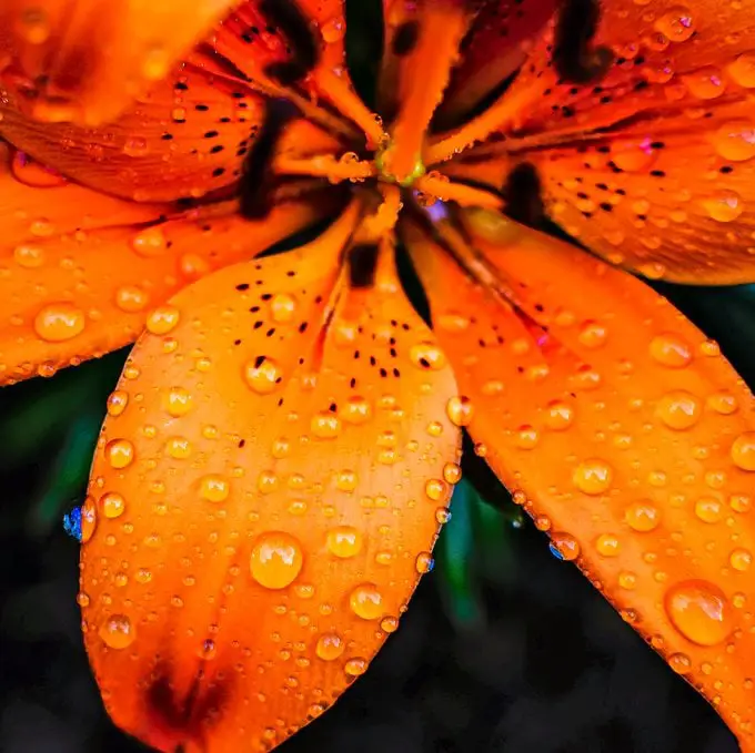 ¿Tiene una flor de lirio un significado especial?