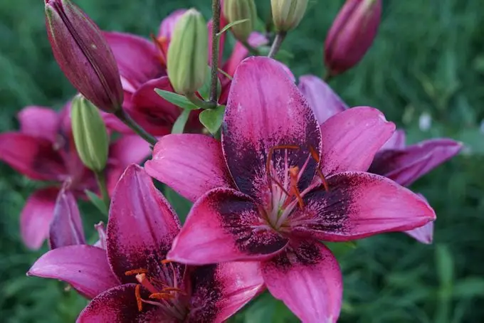 ¿Tiene una flor de lirio un significado especial?