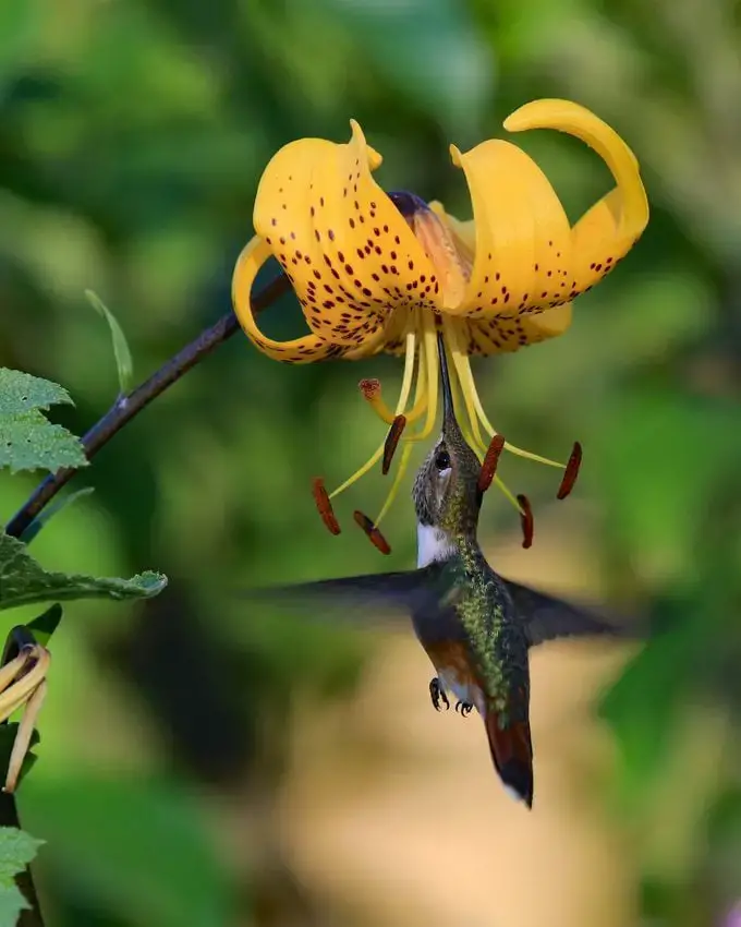 ¿Tiene una flor de lirio un significado especial?