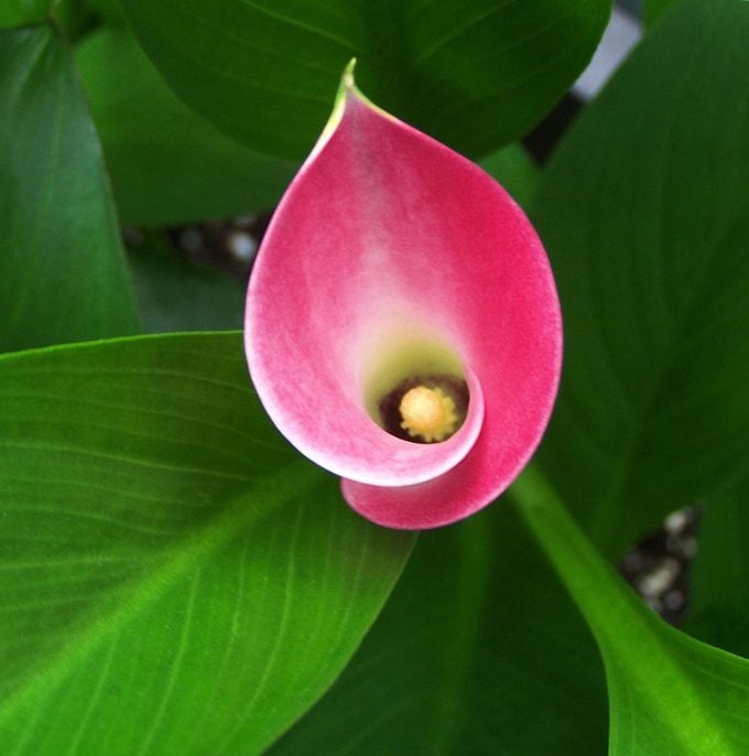 ¿Tiene una flor de lirio un significado especial?