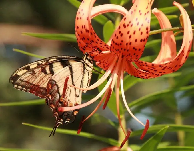 ¿Tiene una flor de lirio un significado especial?