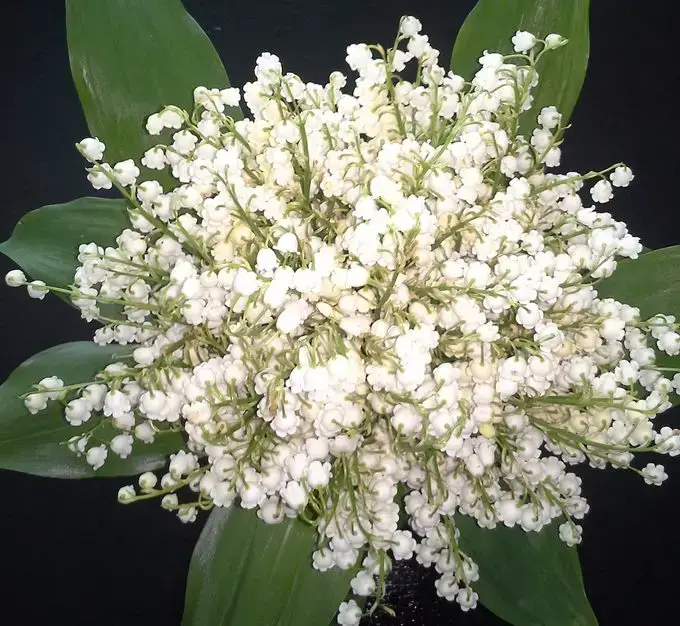 ¿Tiene una flor de lirio un significado especial?