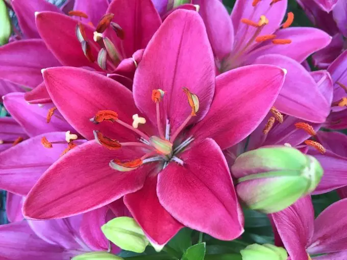 ¿Tiene una flor de lirio un significado especial?