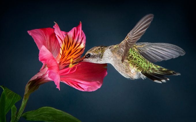 ¿Tiene una flor de lirio un significado especial?