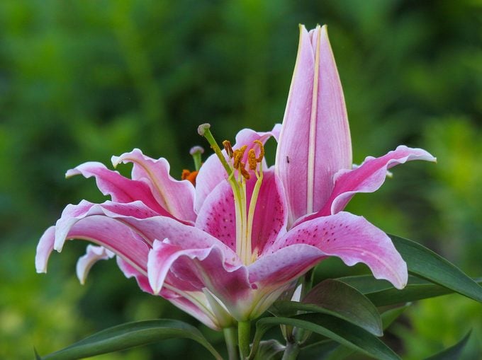 ¿Tiene una flor de lirio un significado especial?