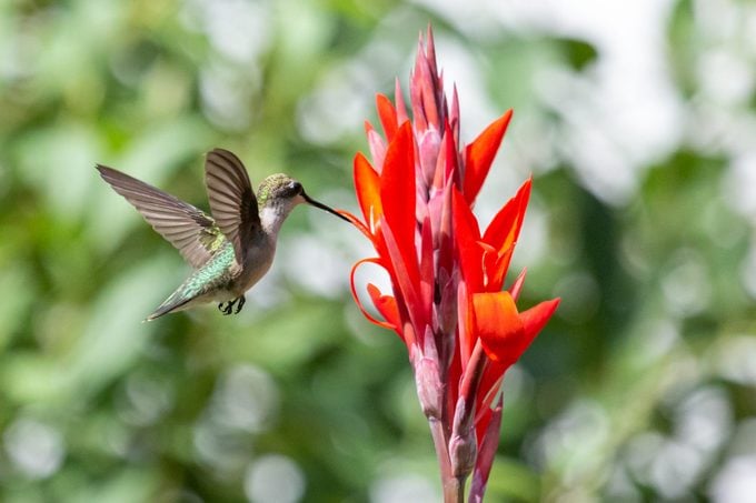 ¿Tiene una flor de lirio un significado especial?