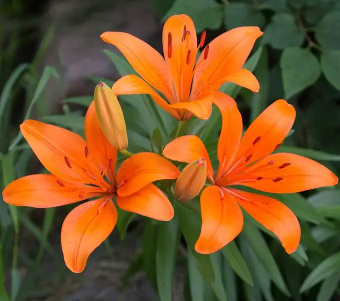 ¿Tiene una flor de lirio un significado especial?