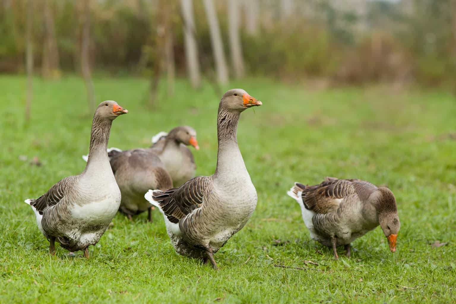 ¿Cómo se llama un grupo de pájaros? No es solo un rebaño