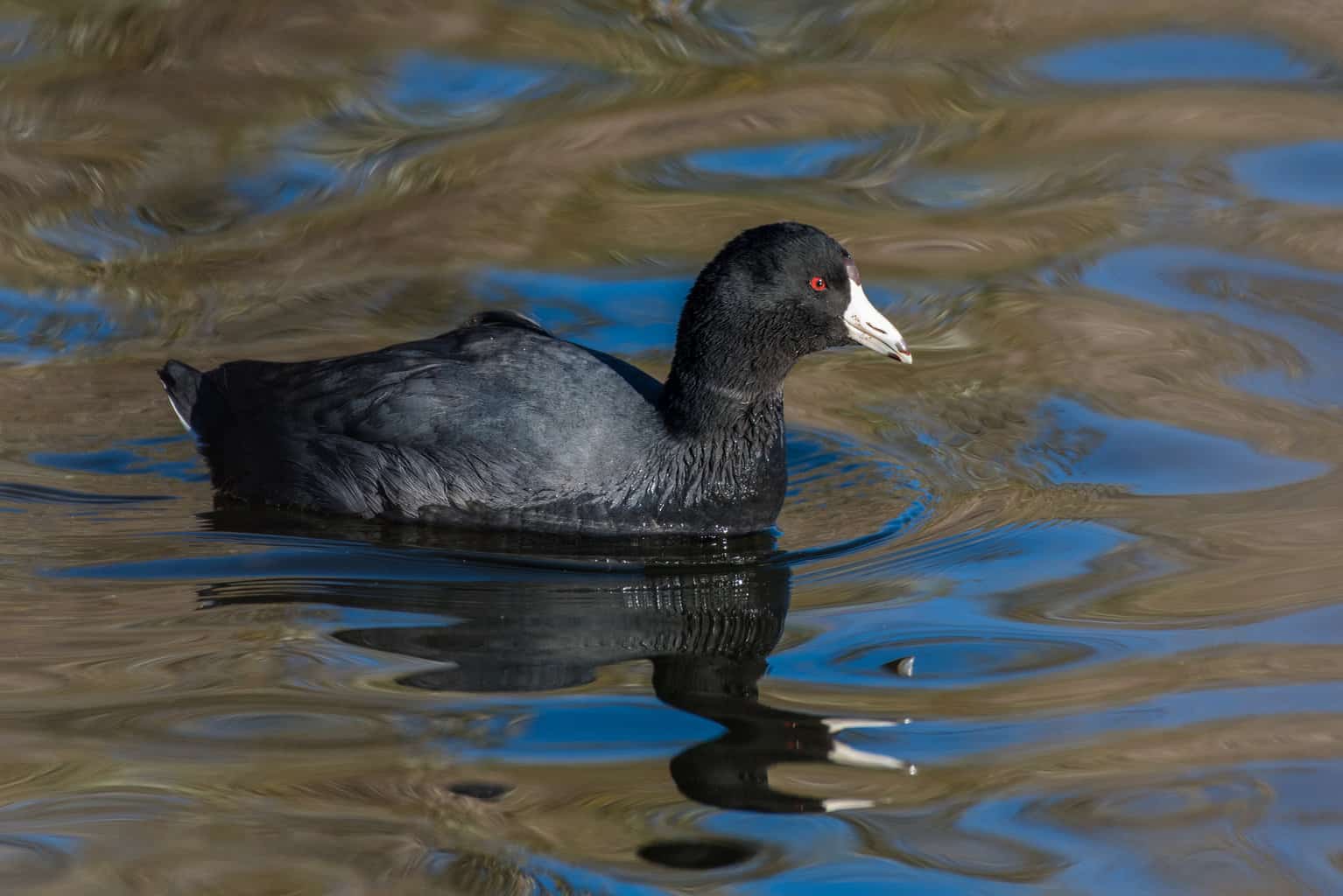 5 pájaros que parecen patos: un análisis detallado